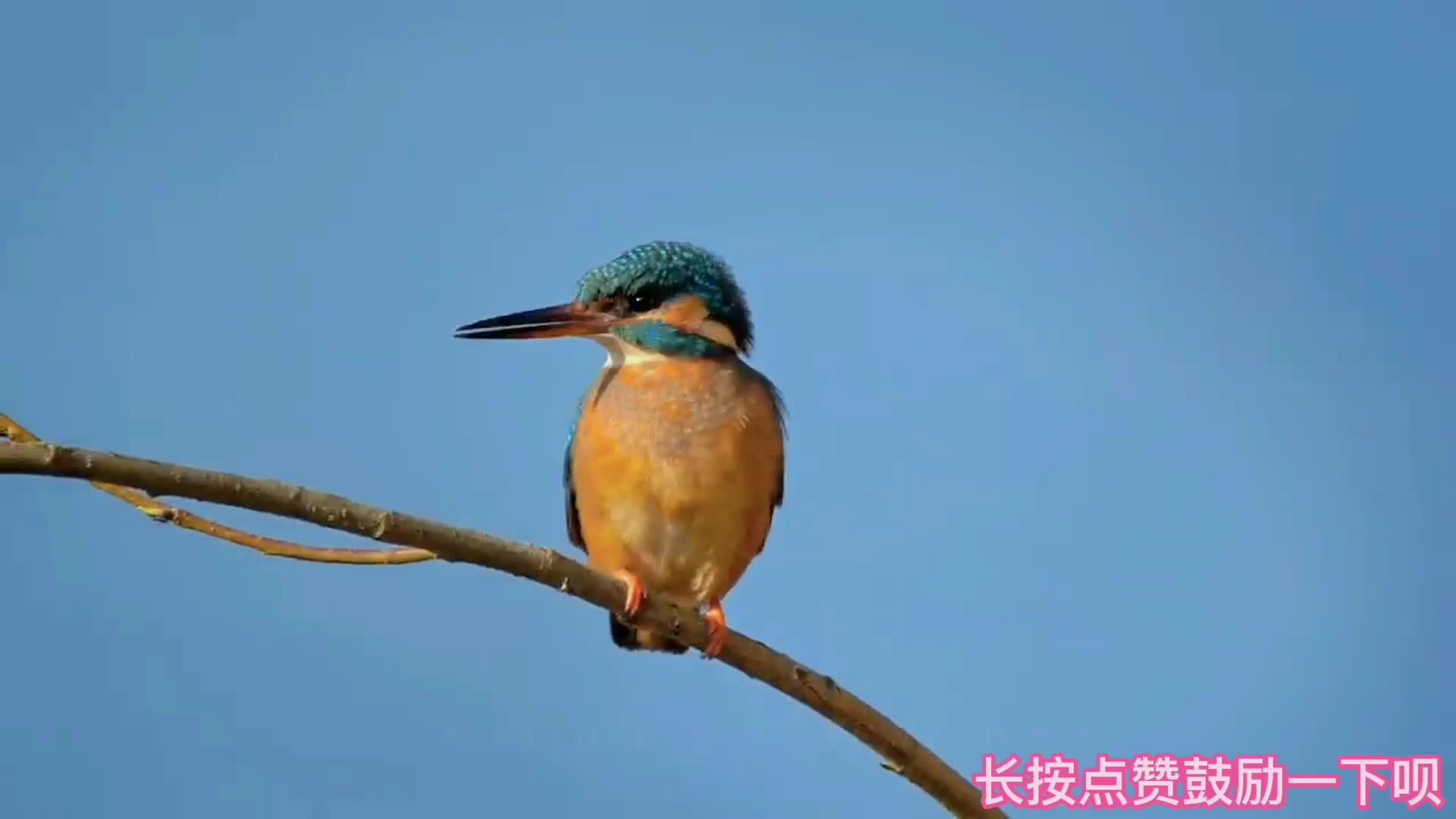 鸟子哥哥套路视频下载_鸟子哥哥套路视频下载安装