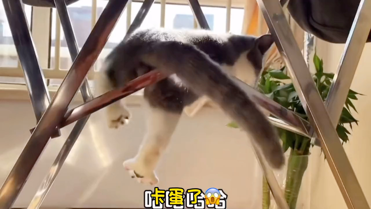 猫咪撒娇倒霉瞬间视频下载-(猫咪撒娇倒霉瞬间视频下载安装)