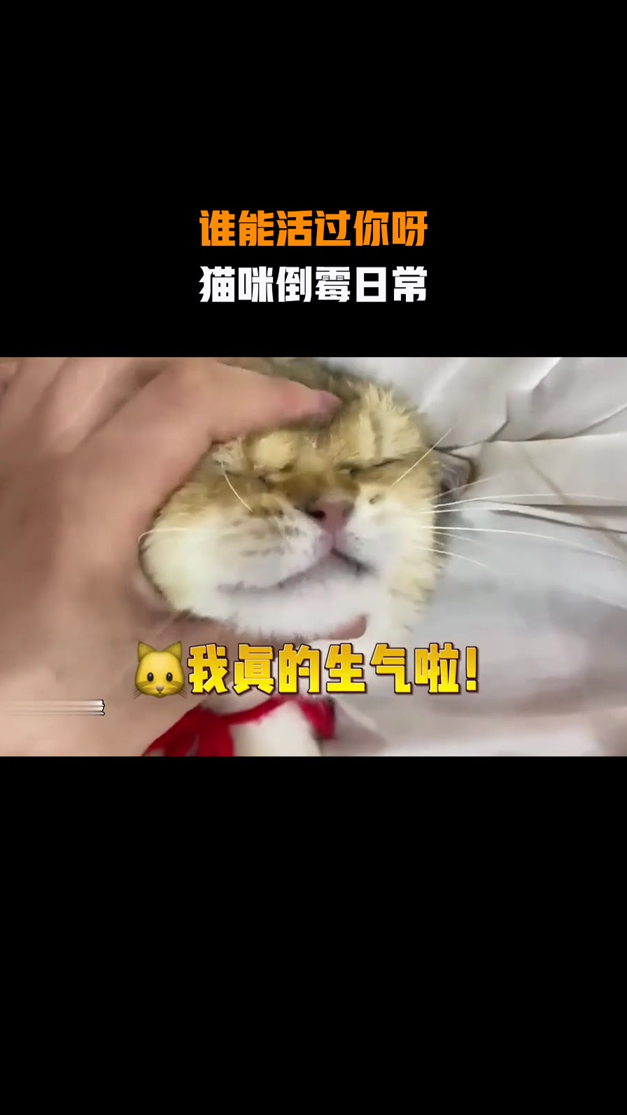 猫咪撒娇倒霉瞬间视频下载-(猫咪撒娇倒霉瞬间视频下载安装)